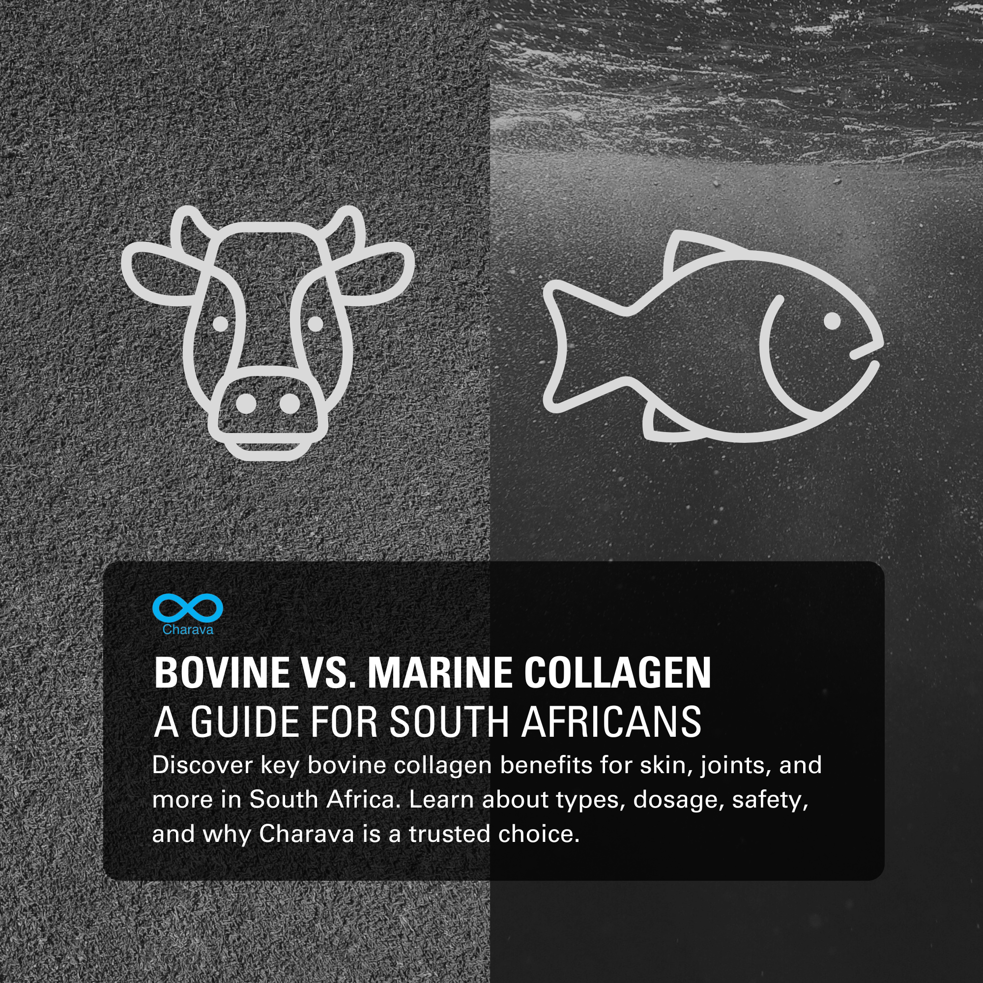 Bovine Collagen Benefits: Uses and Comparison with Marine for SA Users | Charava SA